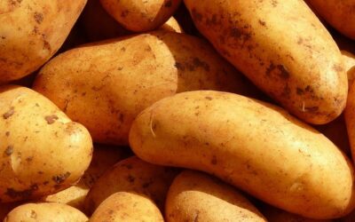 National Potato Day is coming – Enjoy it with the best Colchester lunch shop – Bon Appetit!