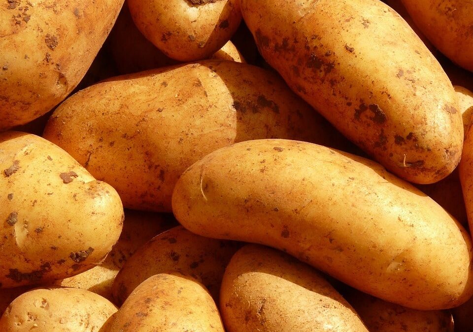 National Potato Day is coming – Enjoy it with the best Colchester lunch shop – Bon Appetit!